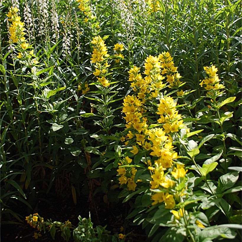 Lysimachia lichiangensis (Porto)