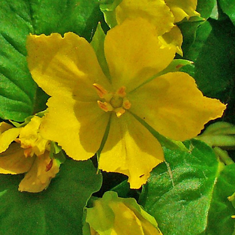 Lysimachia nummularia - Mazza d'oro minore (Flowering)