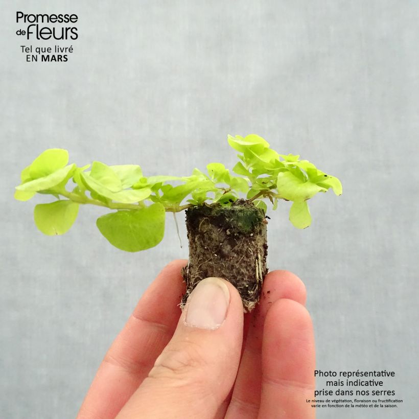 Lysimachia nummularia Goldilocks - Mazza d'oro minore mini zolla... esemplare consegnato in primavera