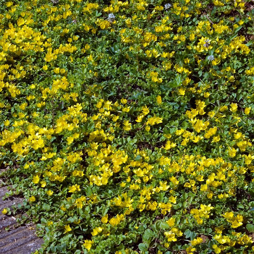 Lysimachia nummularia - Mazza d'oro minore (Plant habit)
