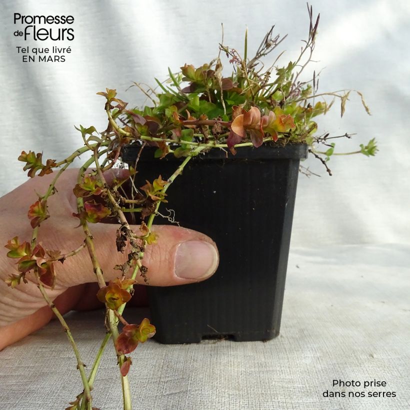 Example of Lysimachia nummularia Aurea - Mazza d'oro minore Vasetto da 8/9 cm as you get in printemps