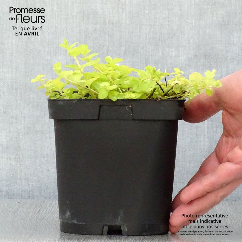 Example of Lysimachia nummularia Aurea - Mazza d'oro minore Vaso da 2L/3L as you get in printemps