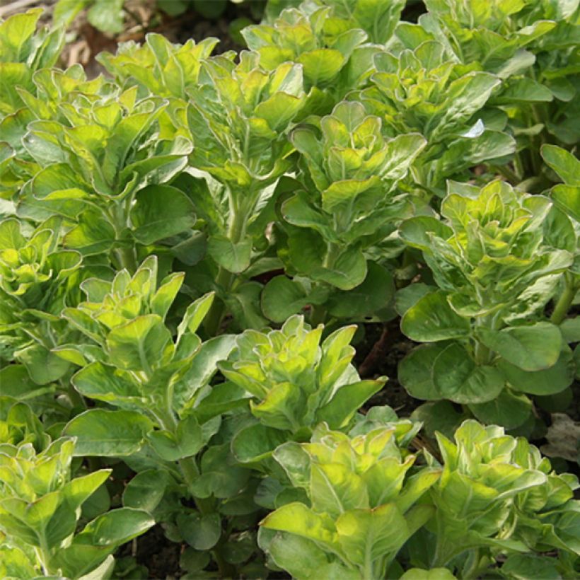 Lysimachia punctata - Mazza d'oro punteggiata (Foliage)