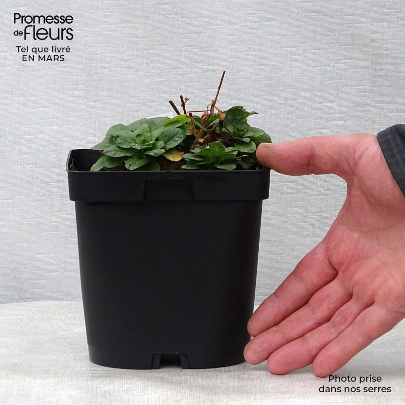 Example of Lysimachia punctata - Mazza d'oro punteggiata Vaso da 2L/3L as you get in printemps