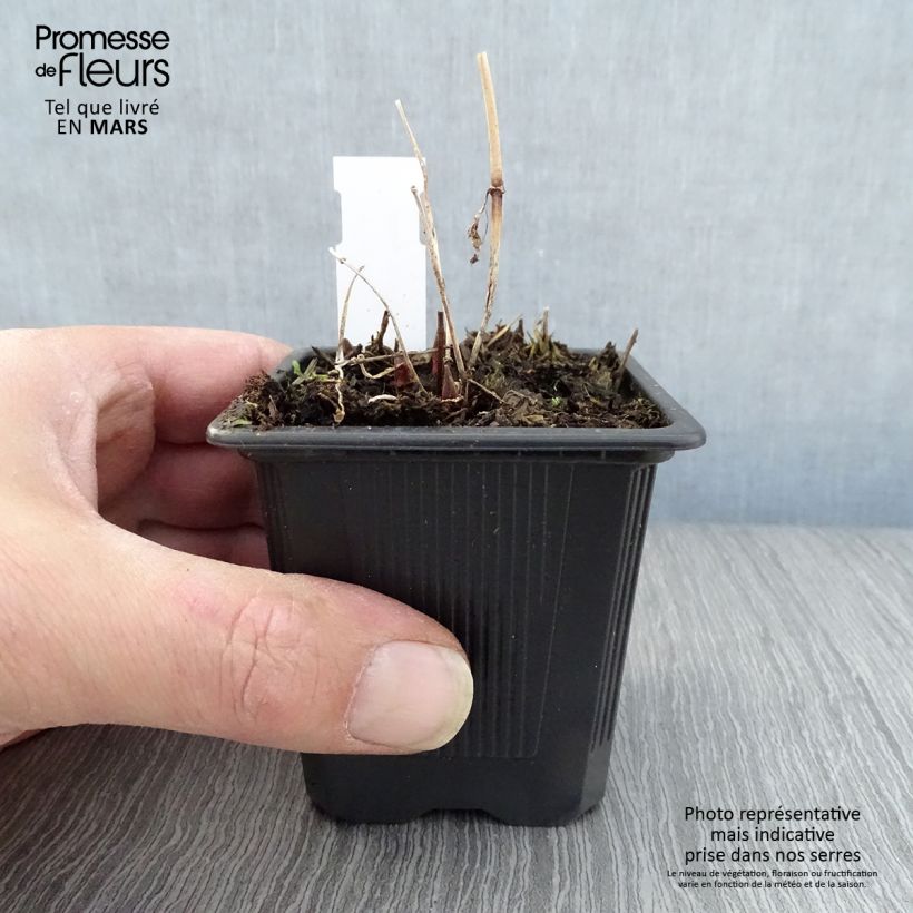 Example of Lysimachia vulgaris - Mazza d'oro comune Vasetto da 8/9 cm as you get in printemps