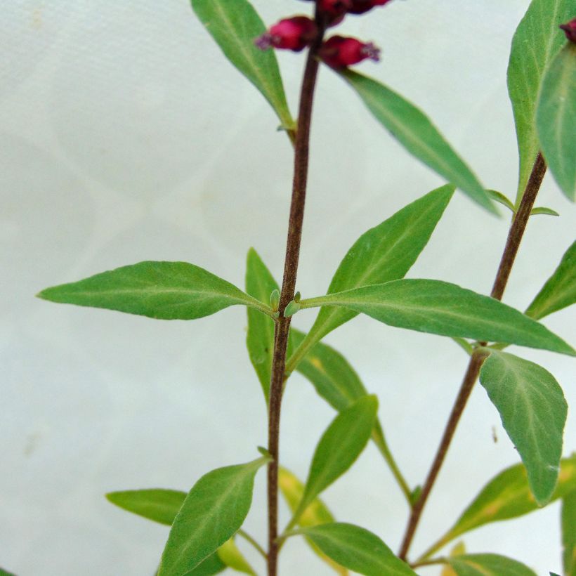 Lysimachia atropurpurea Beaujolais (Foliage)