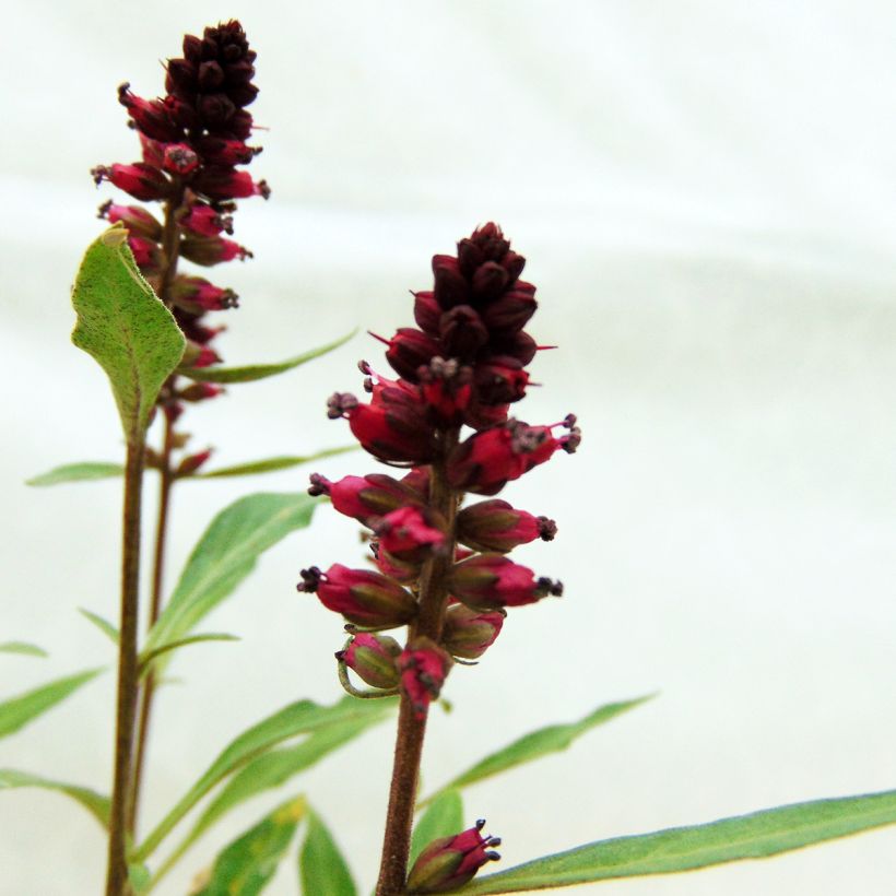Lysimachia atropurpurea Beaujolais (Flowering)