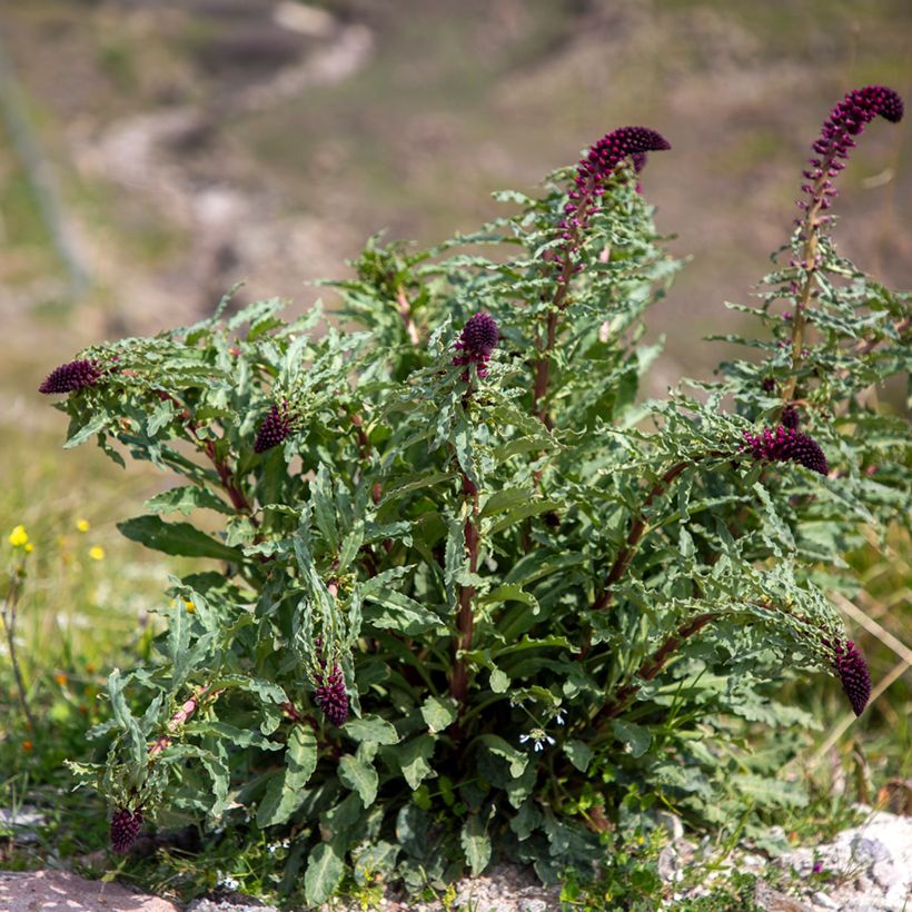 Lysimachia atropurpurea Beaujolais (Plant habit)
