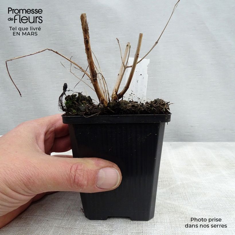 Lythrum salicaria Blush - Salcerella comune Vasetto da 8/9 cm esemplare consegnato in primavera