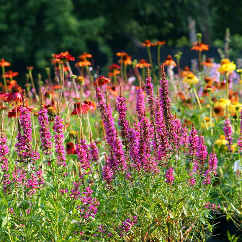 Lythrum salicaria Robert - Salcerella comune (Plant habit)