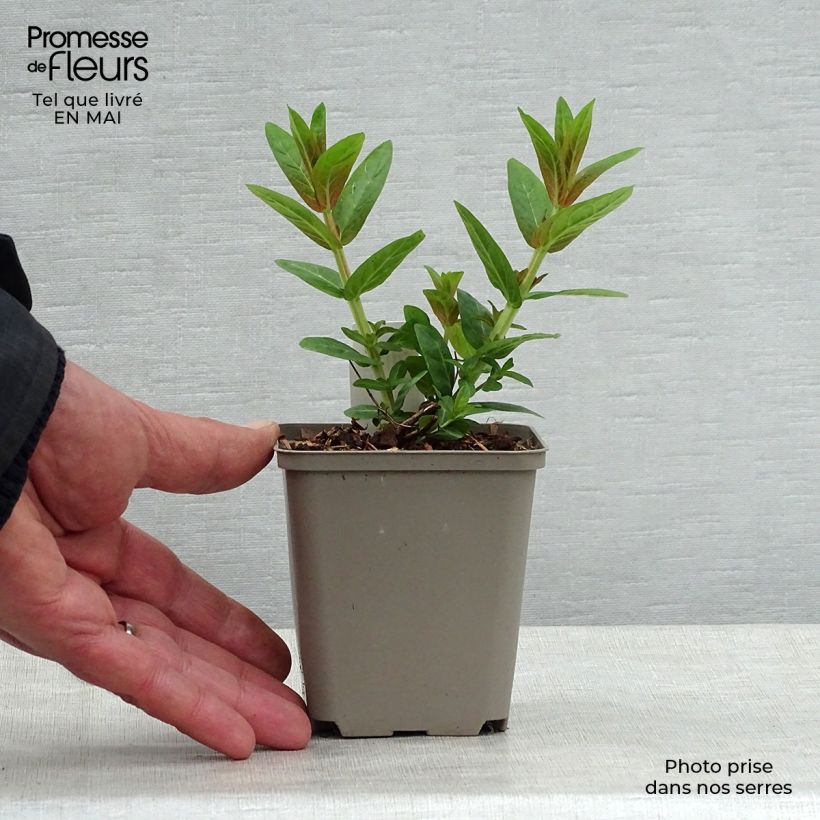 Example of Lythrum salicaria Robert - Salcerella comune Vasetto da 8/9 cm as you get in printemps