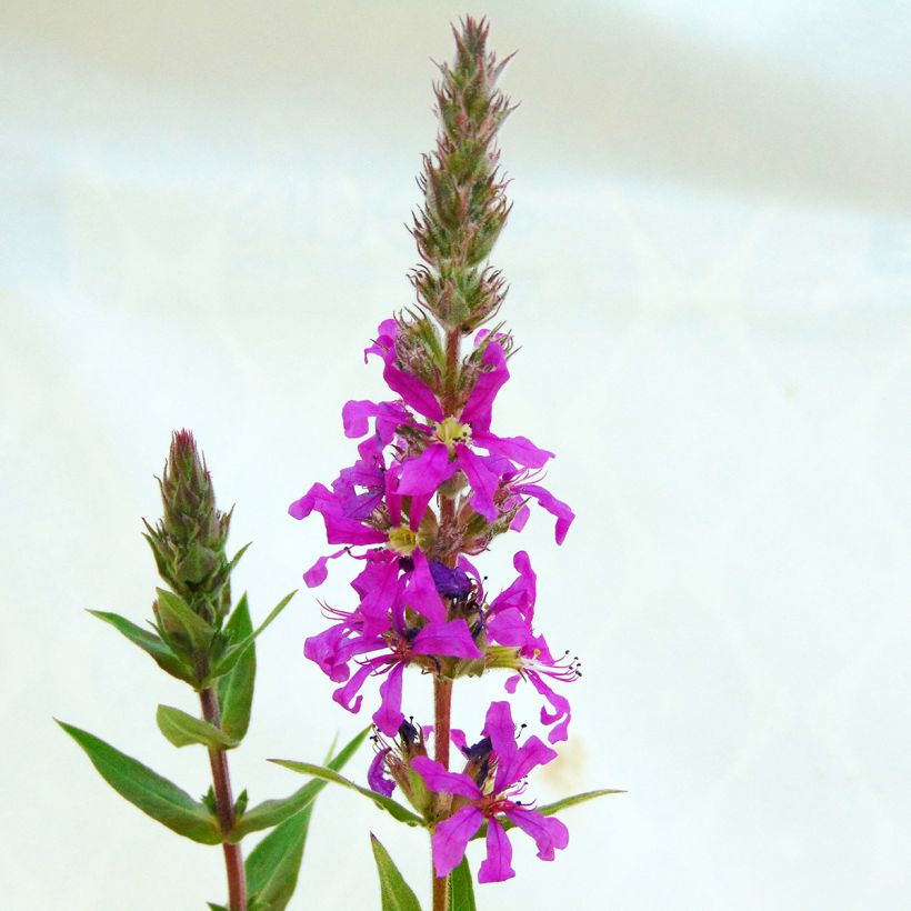 Lythrum salicaria - Salcerella comune (Flowering)