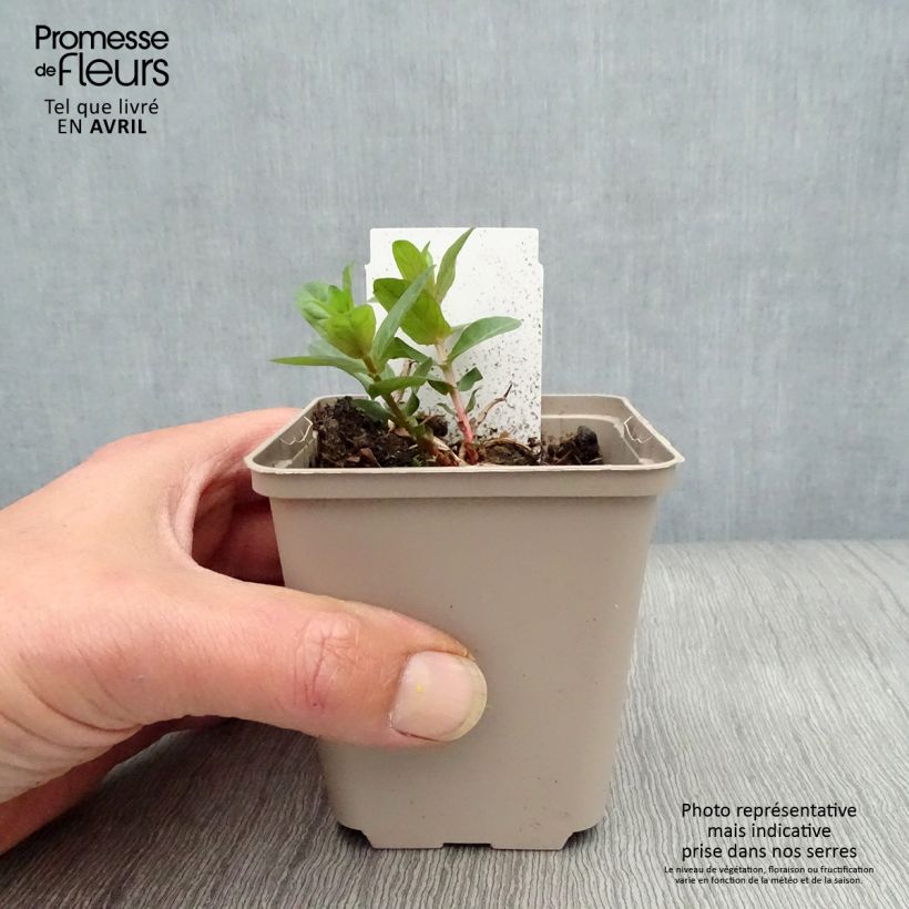 Example of Lythrum salicaria - Salcerella comune Vasetto da 8/9 cm as you get in printemps