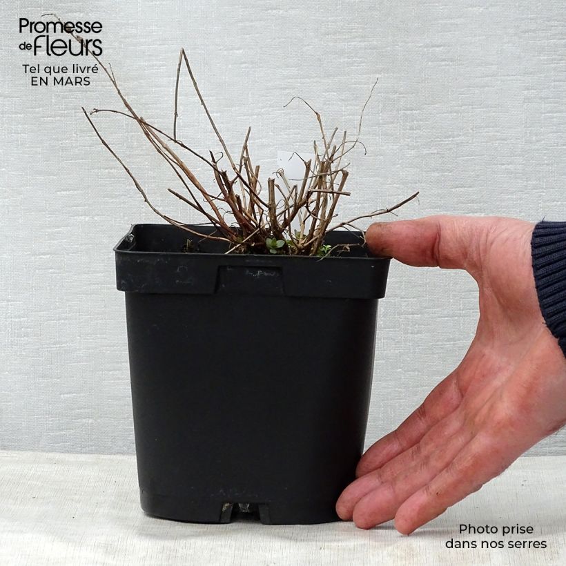 Example of Lythrum salicaria - Salcerella comune Vaso da 2L/3L as you get in printemps