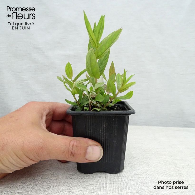Esemplare di Lythrum salicaria The Beacon - Salcerella comune Vasetto da 8/9 cm consegnato in estate