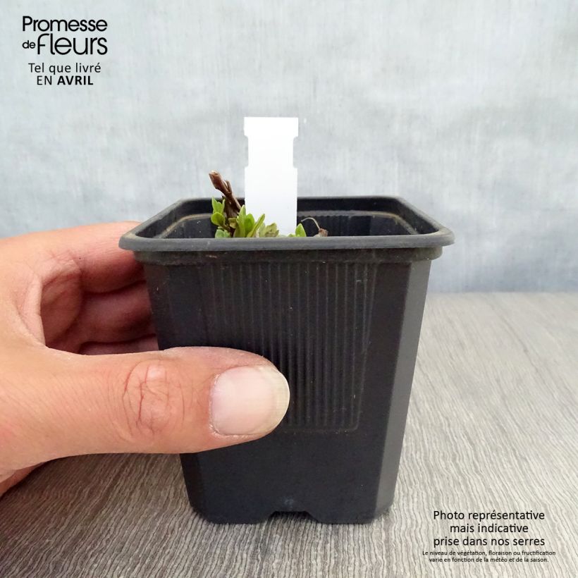 Example of Lythrum salicaria The Beacon - Salcerella comune Vasetto da 8/9 cm as you get in printemps