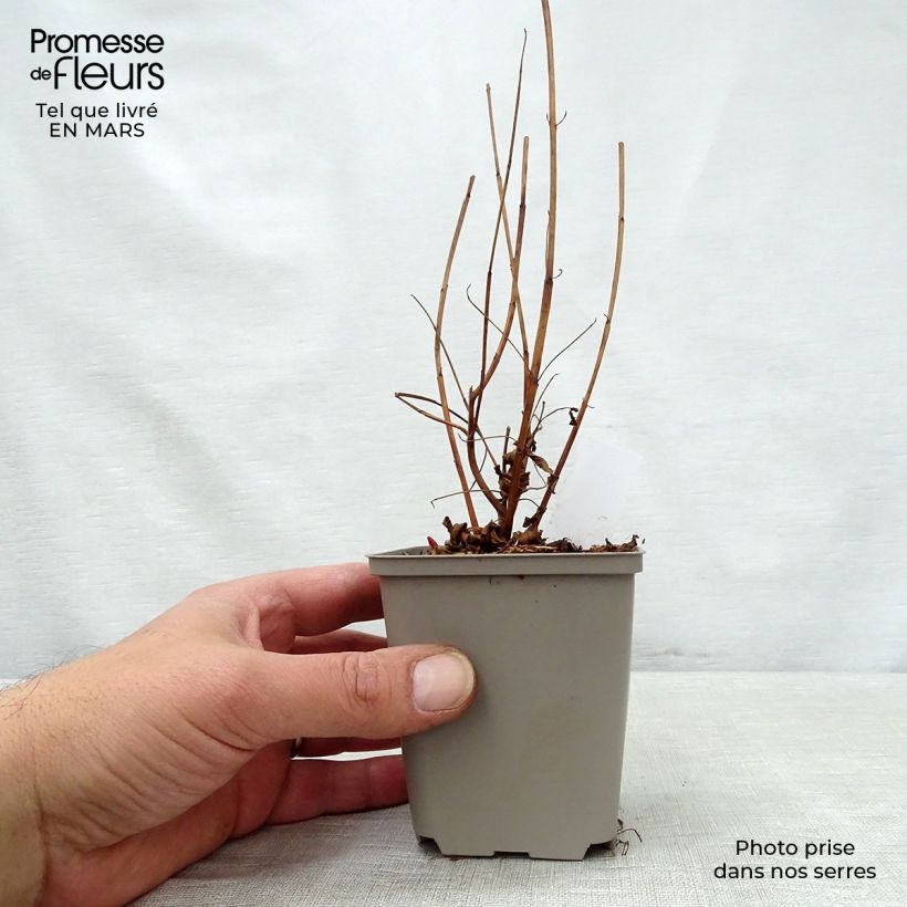 Example of Lythrum virgatum Dropmore Purple Vasetto da 8/9 cm as you get in printemps