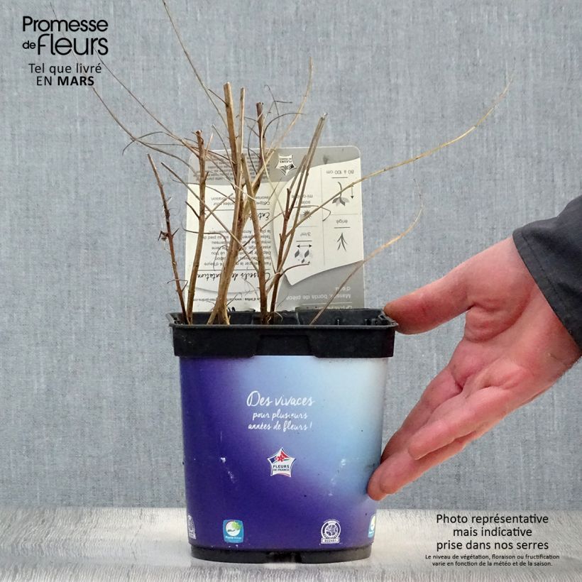 Example of Lythrum virgatum Dropmore Purple Vaso da 2L/3L as you get in printemps