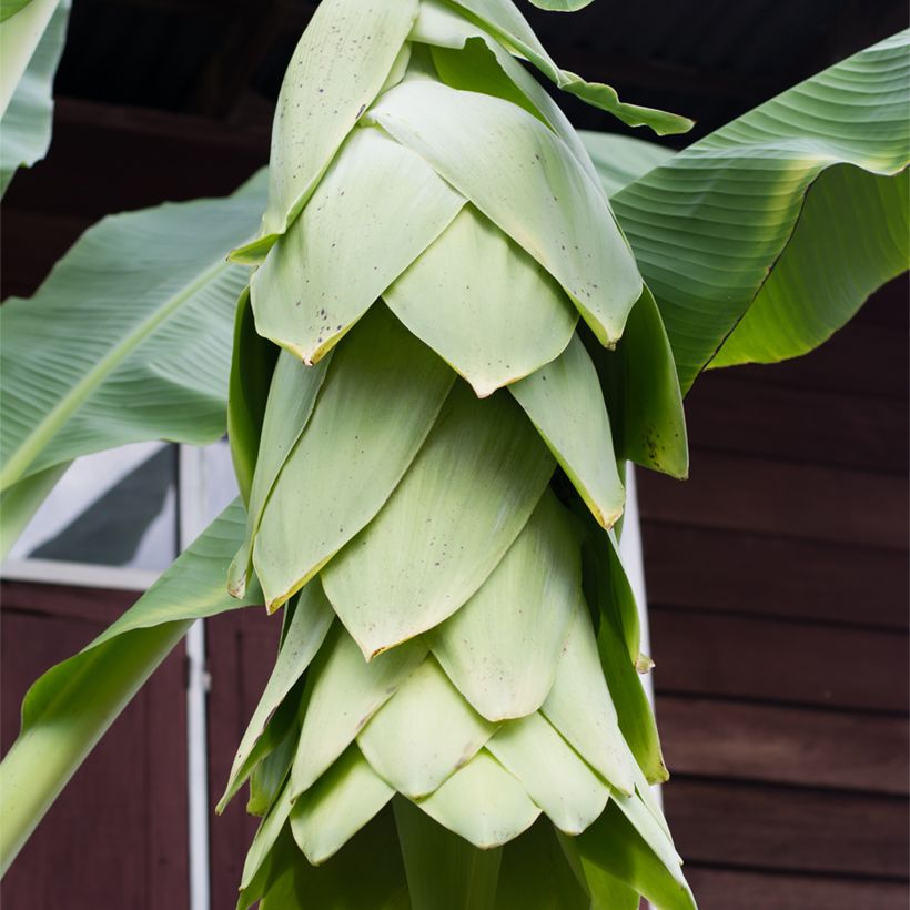 Ensete glaucum - Banano delle nevi (Flowering)