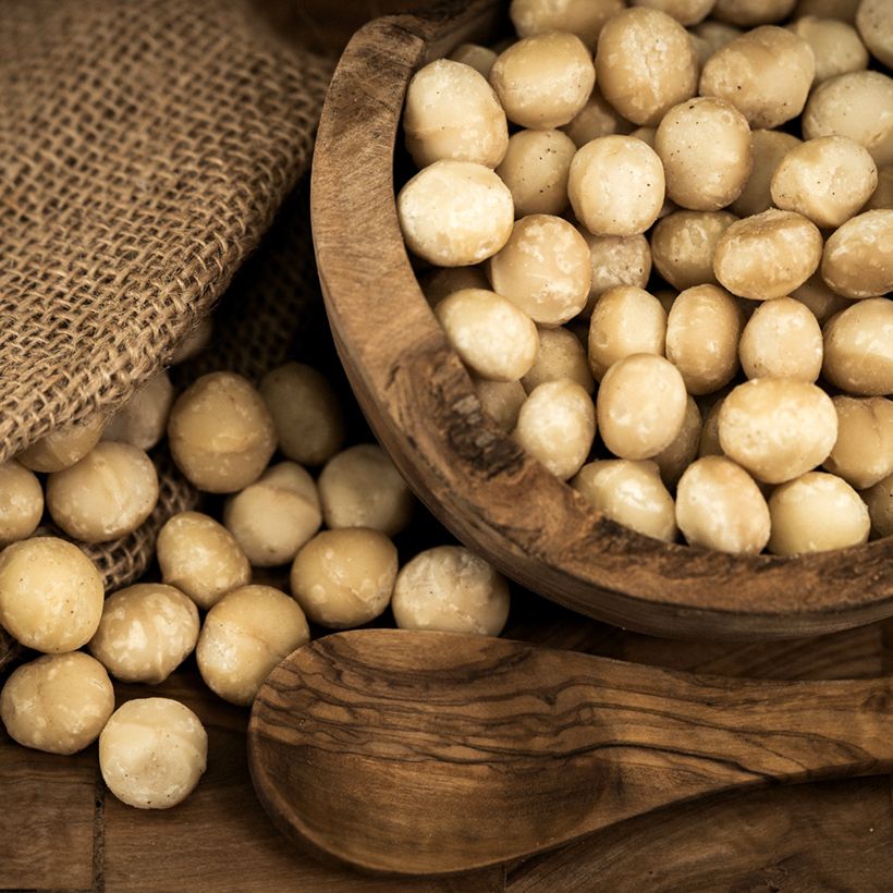 Macadamia integrifolia - Noce di Macadamia (Raccolta)