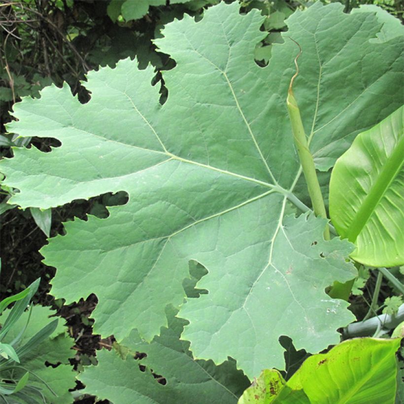 Macleaya cordata (Fogliame)
