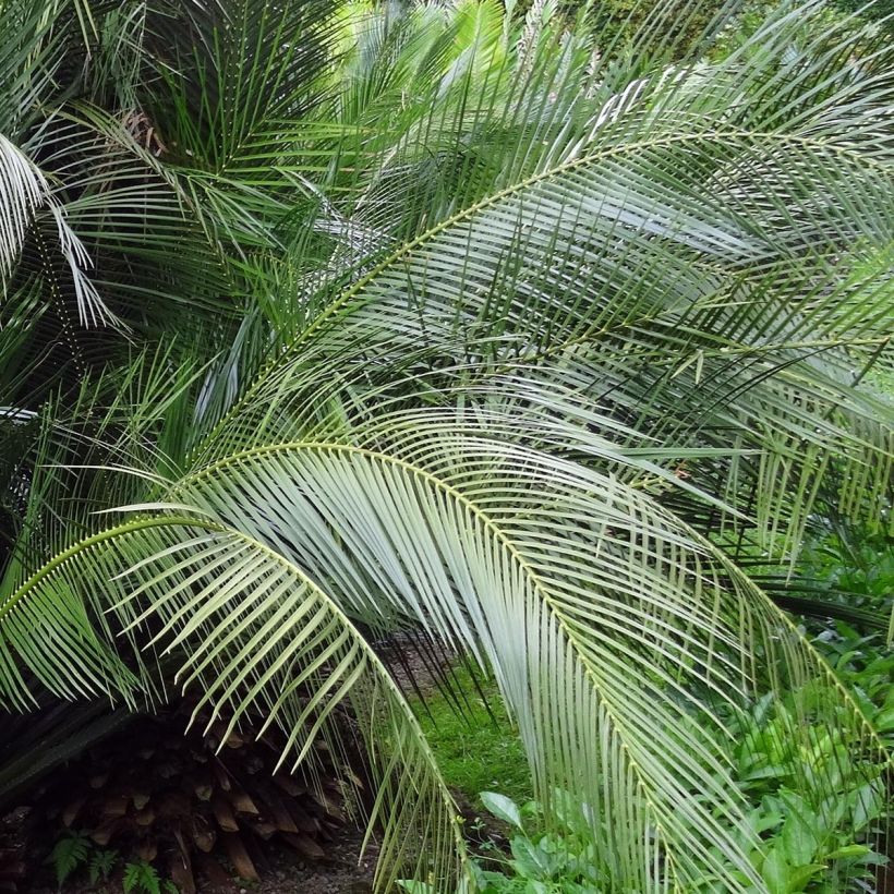 Macrozamia communis (Fogliame)