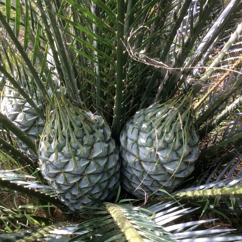Macrozamia communis (Fioritura)