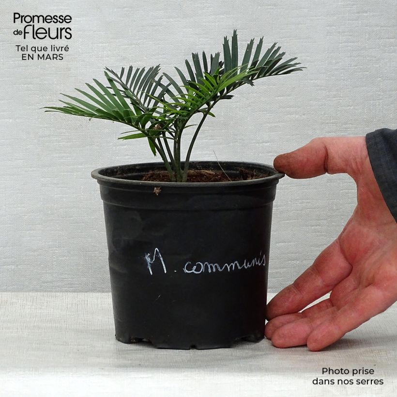 Macrozamia communis Vaso da Ø 12 cm / 13 cm esemplare consegnato in primavera