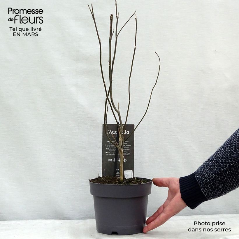 Magnolia Betty Vaso da 4L/5L esemplare consegnato in primavera