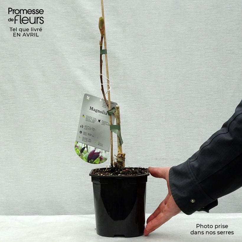 Magnolia Black Beauty Vaso da 2L/3L esemplare consegnato in primavera