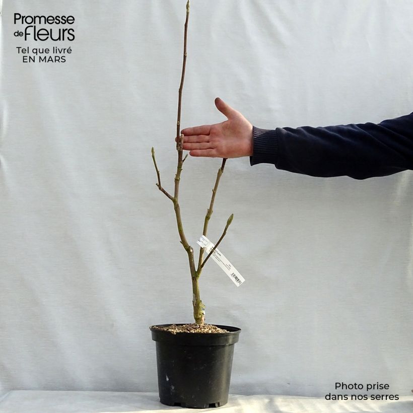 Example of Magnolia Black Tulip Vaso da 4L/5L as you get in printemps