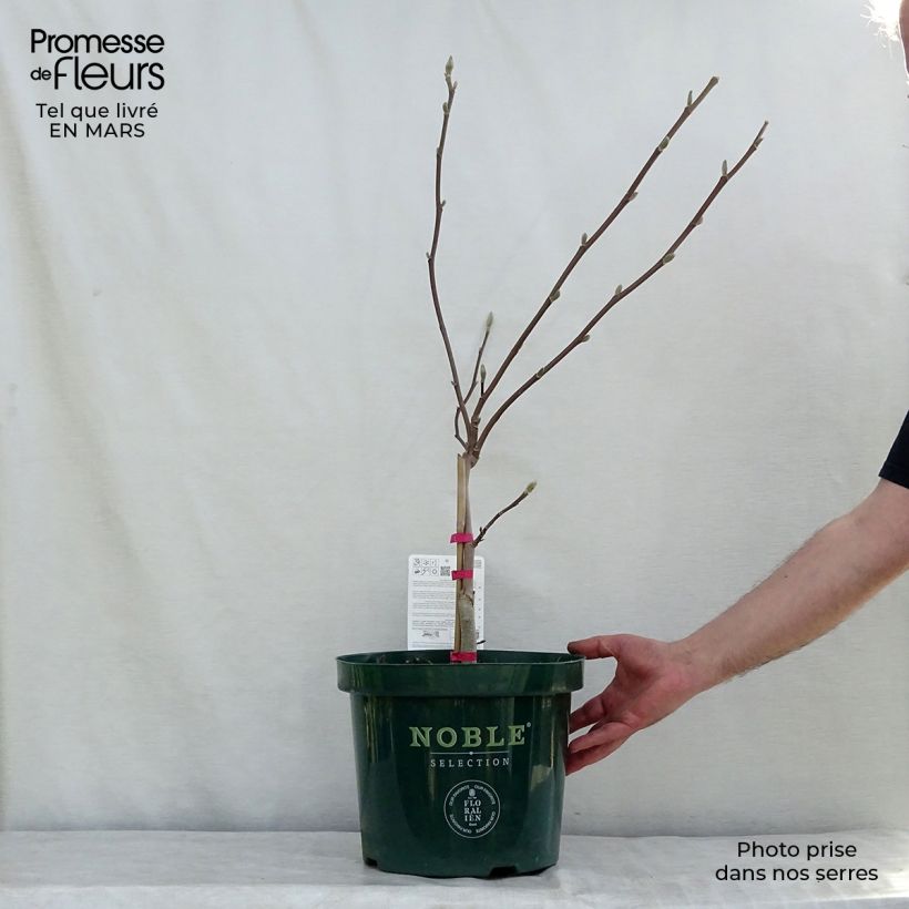 Magnolia Daphne Vaso da 4L/5L esemplare consegnato in primavera