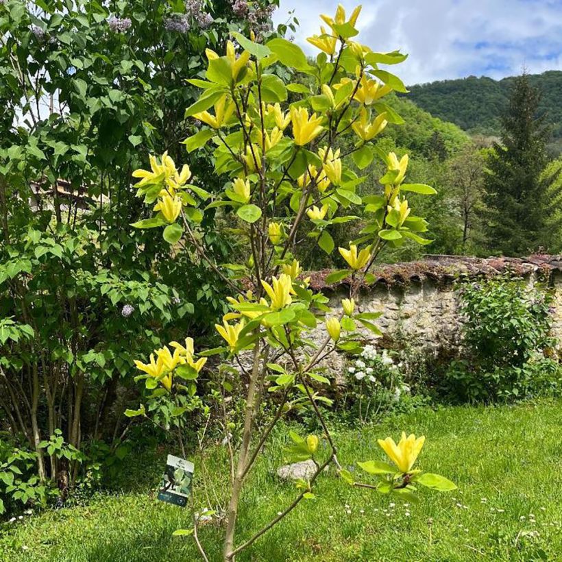 Magnolia Daphne (Porto)