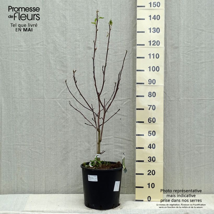 Magnolia Daphne Vaso da 7,5L/10L esemplare consegnato in primavera