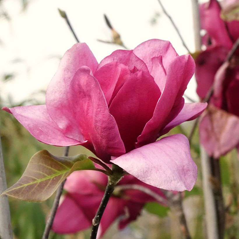 Magnolia soulangeana Emperor (Fioritura)