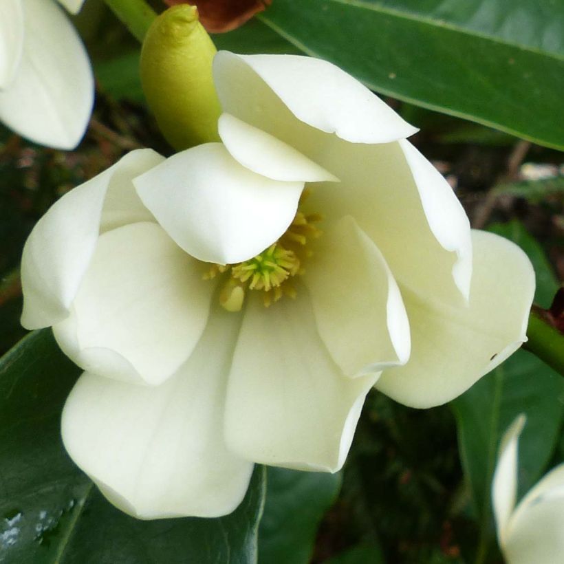 Magnolia Fairy Cream (Fioritura)