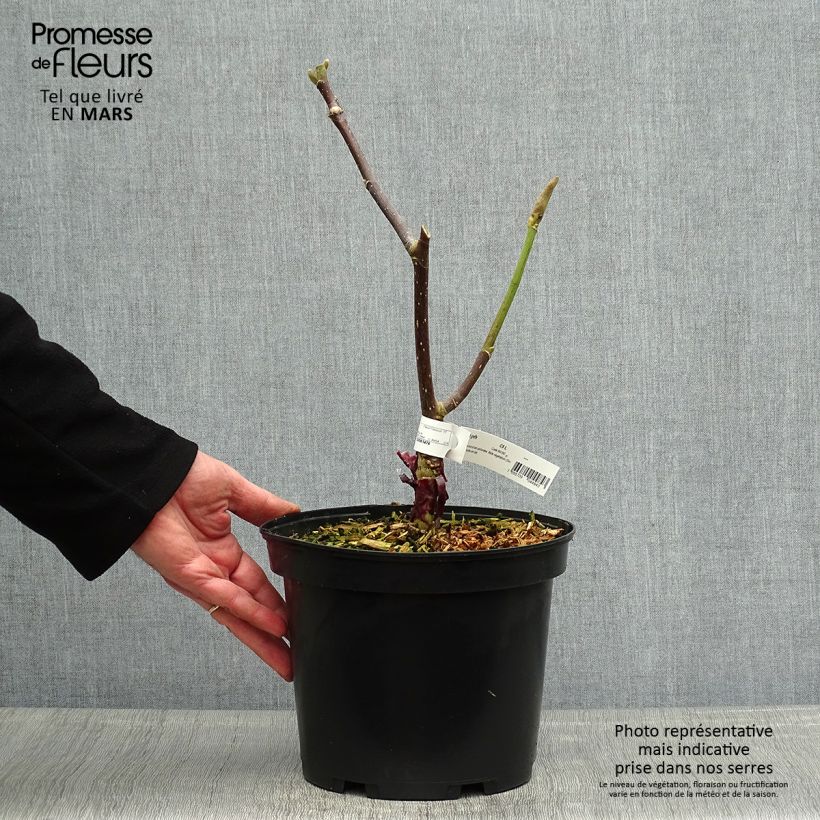 Magnolia Felix Jury Vaso da 4L/5L esemplare consegnato in primavera