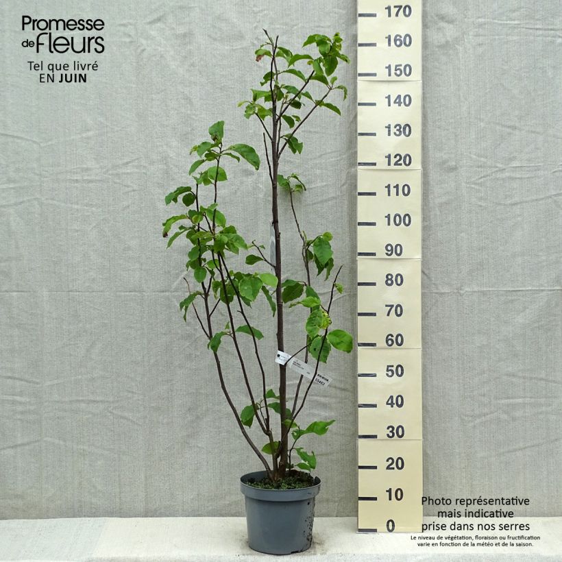 Magnolia Galaxy Vaso da 4L/5L esemplare consegnato in primavera