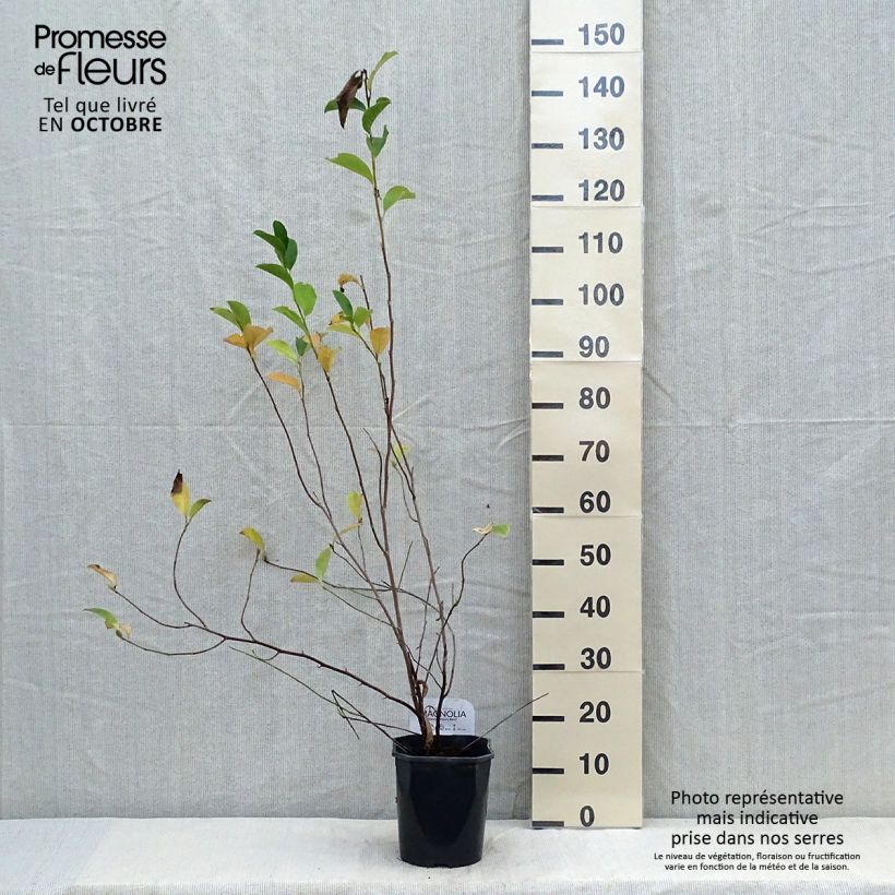 Esemplare di Magnolia George Henry Kern Vaso da 3L/4L come consegnato in autunno