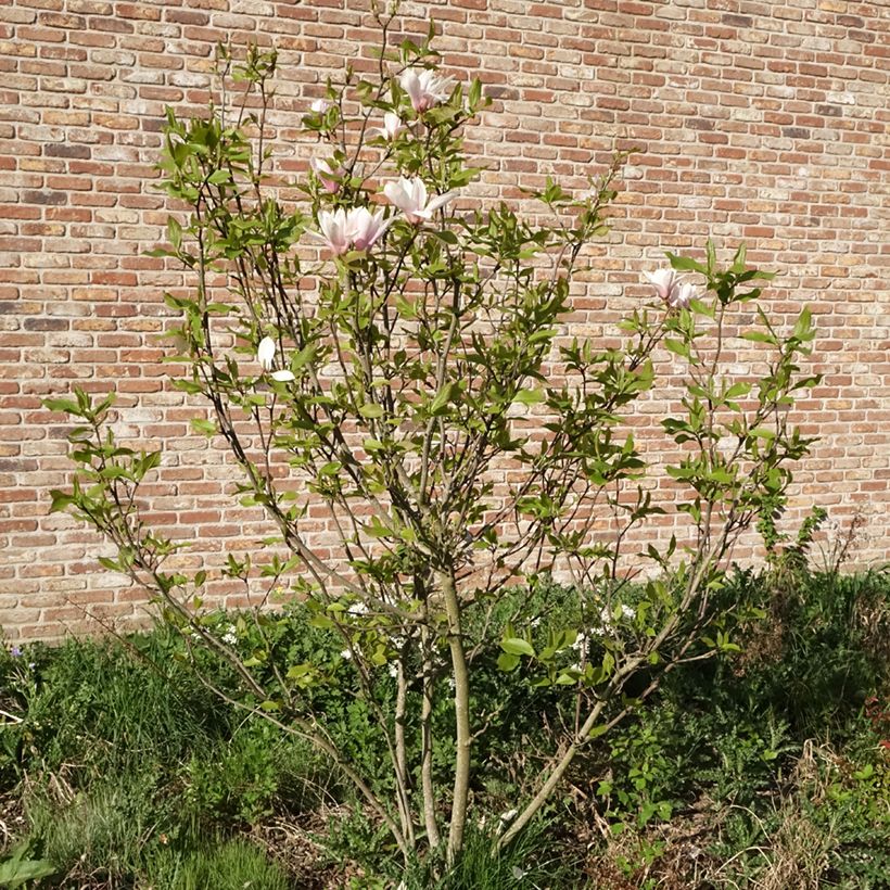Magnolia Heaven Scent (Plant habit)