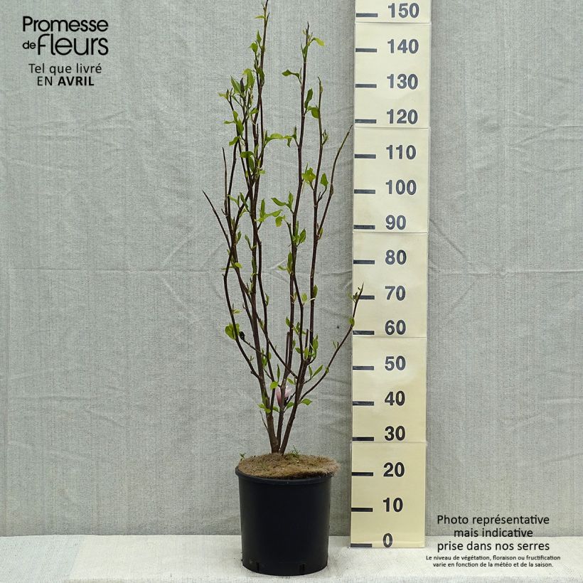 Example of Magnolia Heaven Scent Vaso da 12L/15L as you get in printemps