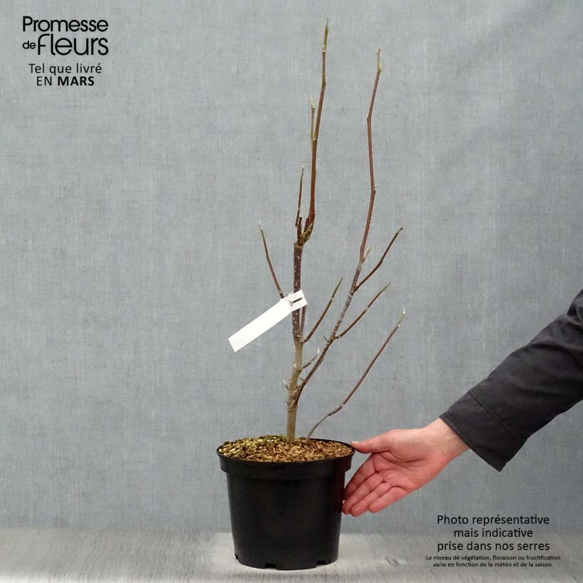 Example of Magnolia Heaven Scent Vaso da 4L/5L as you get in printemps