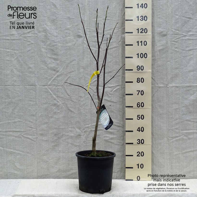 Magnolia Honey Tulip Vaso da 12L/15L esemplare consegnato in inverno