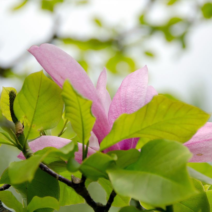 Magnolia denudata Iolanthe (Fogliame)