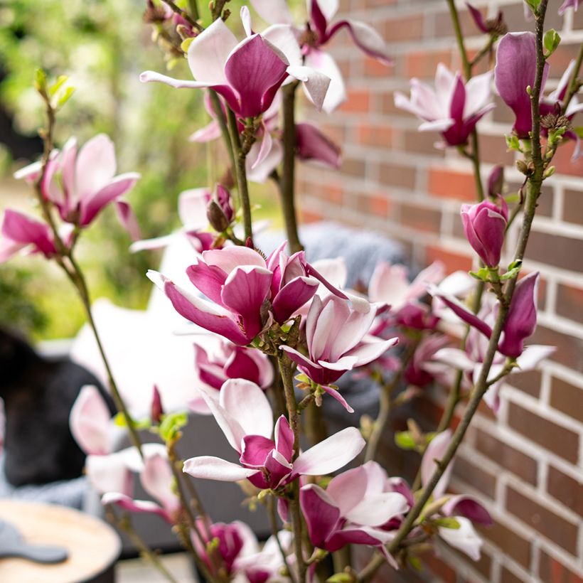 Magnolia Longblomma (Fioritura)