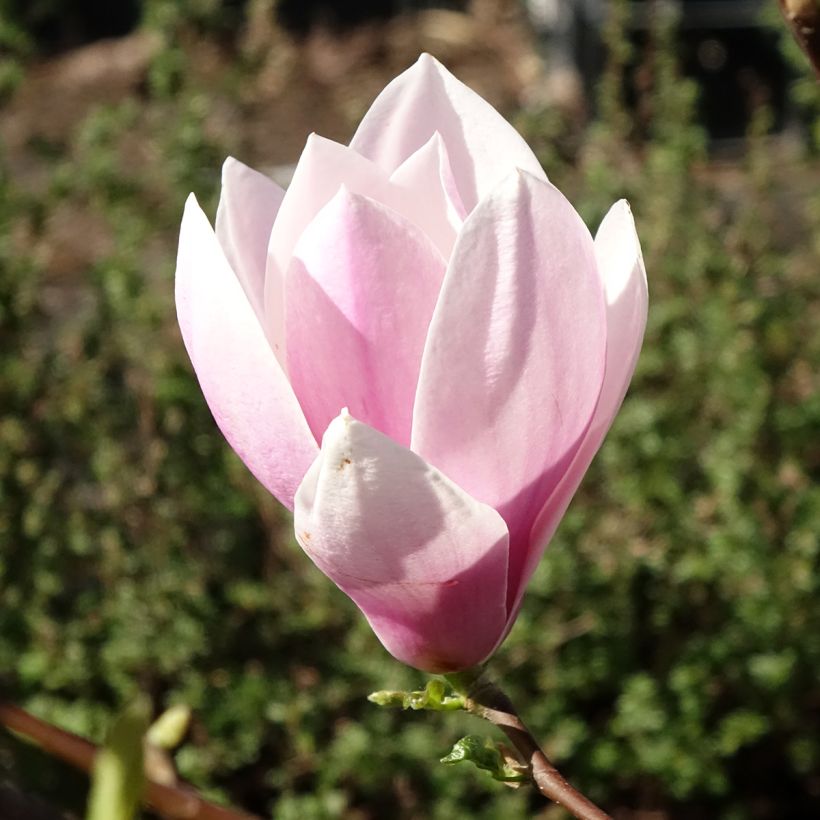 Magnolia soulangeana Andre Leroy (Fioritura)