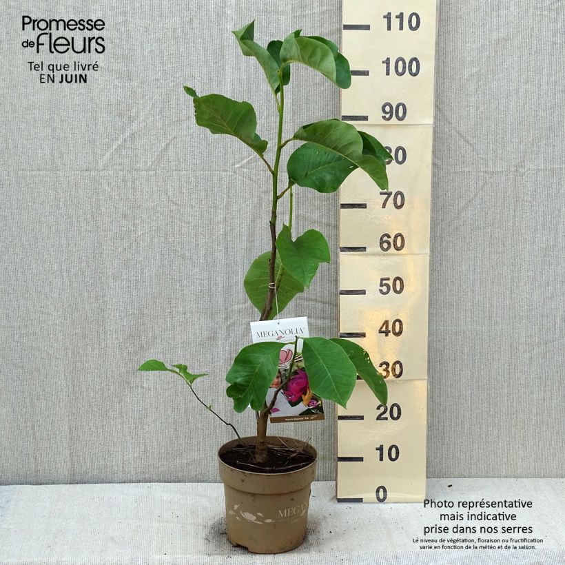 Esemplare di Magnolia soulangeana Meganolia Vaso da 4L/5L consegnato in estate