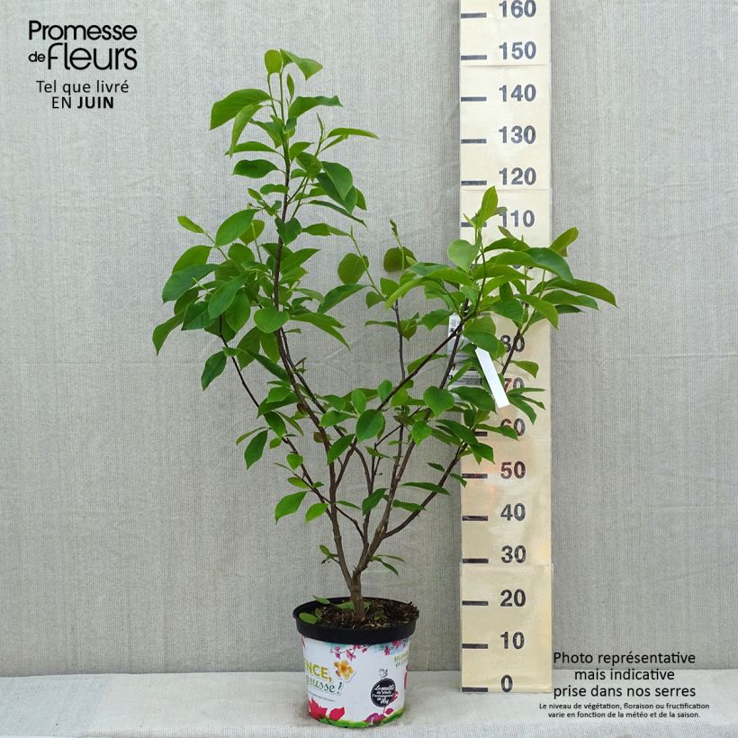 Magnolia Star Wars Vaso da 7,5L/10L esemplare consegnato in primavera