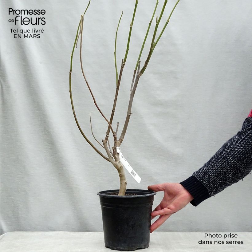 Magnolia Star Wars Vaso da 4L/5L esemplare consegnato in primavera