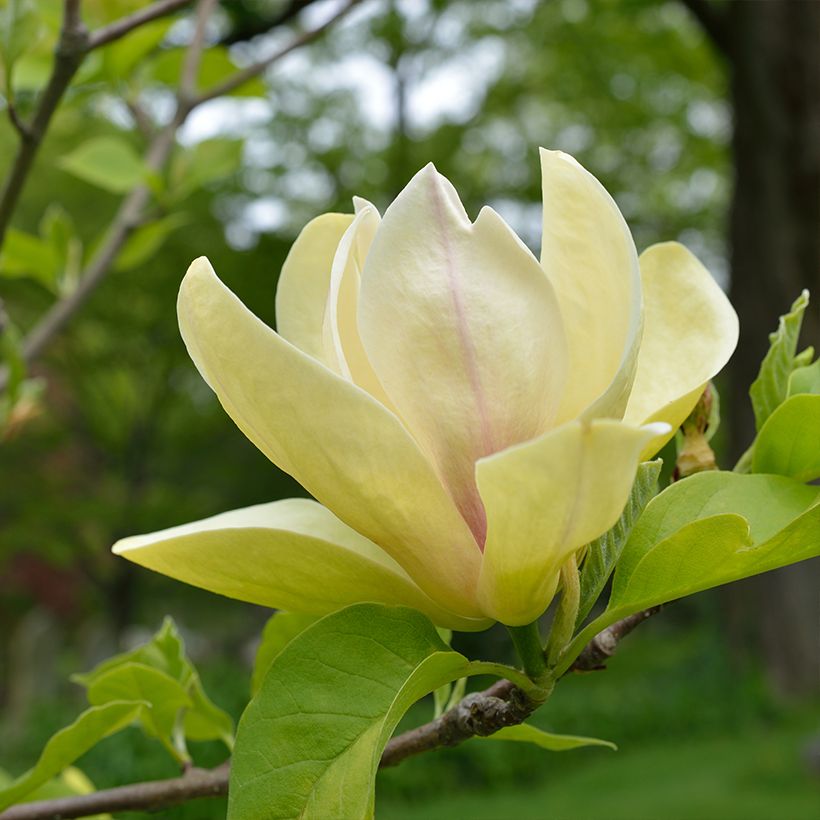 Magnolia Sunspire (Flowering)